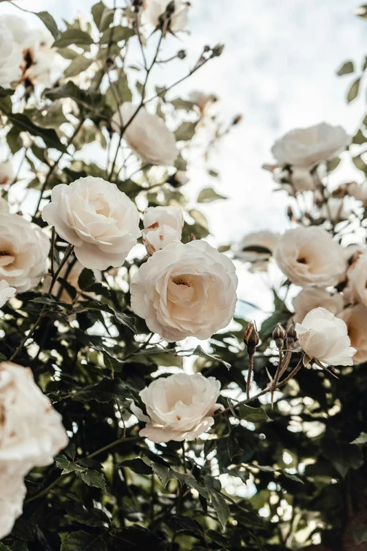 Forever Gifts for Mom: Celebrate an Unforgettable Mother’s Day with Rossahut