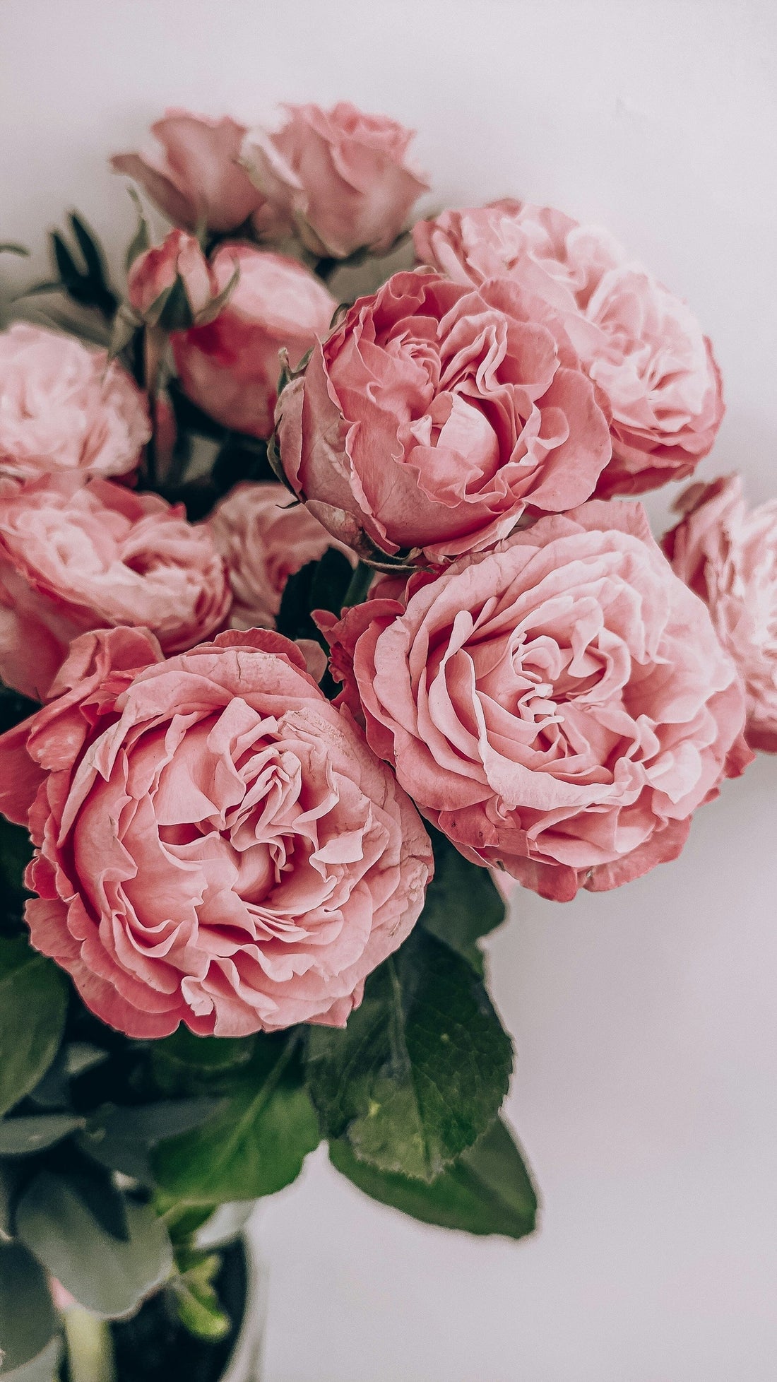 Rossahut: Preserved Roses That Last a Year