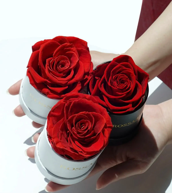 Single Box Rose